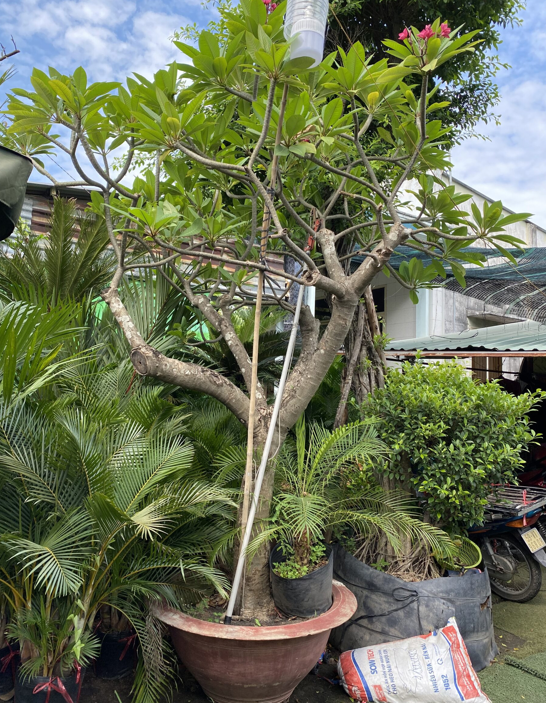 Cây Sứ Đại