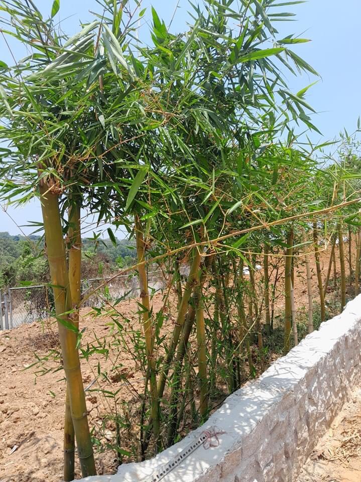 Cây Tre Vàng