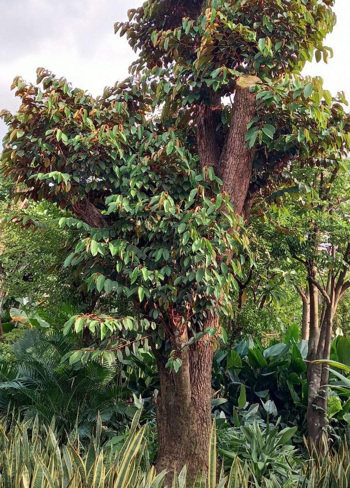 Cây Vú Sữa