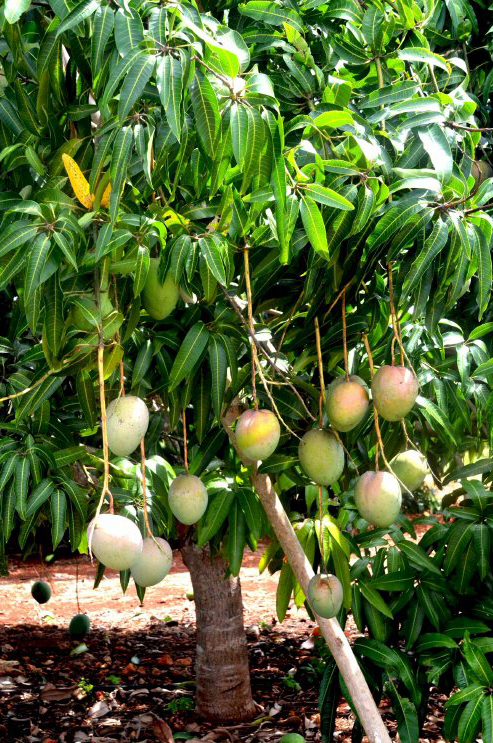 Cây Xoài