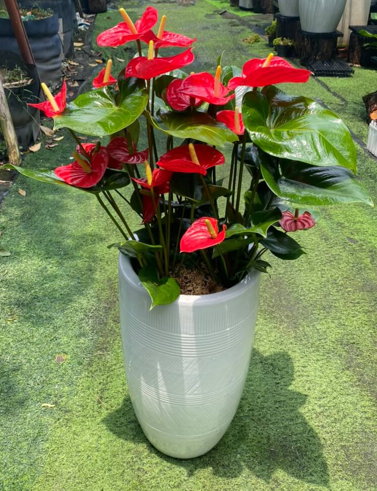 Cây Hồng Môn Lớn