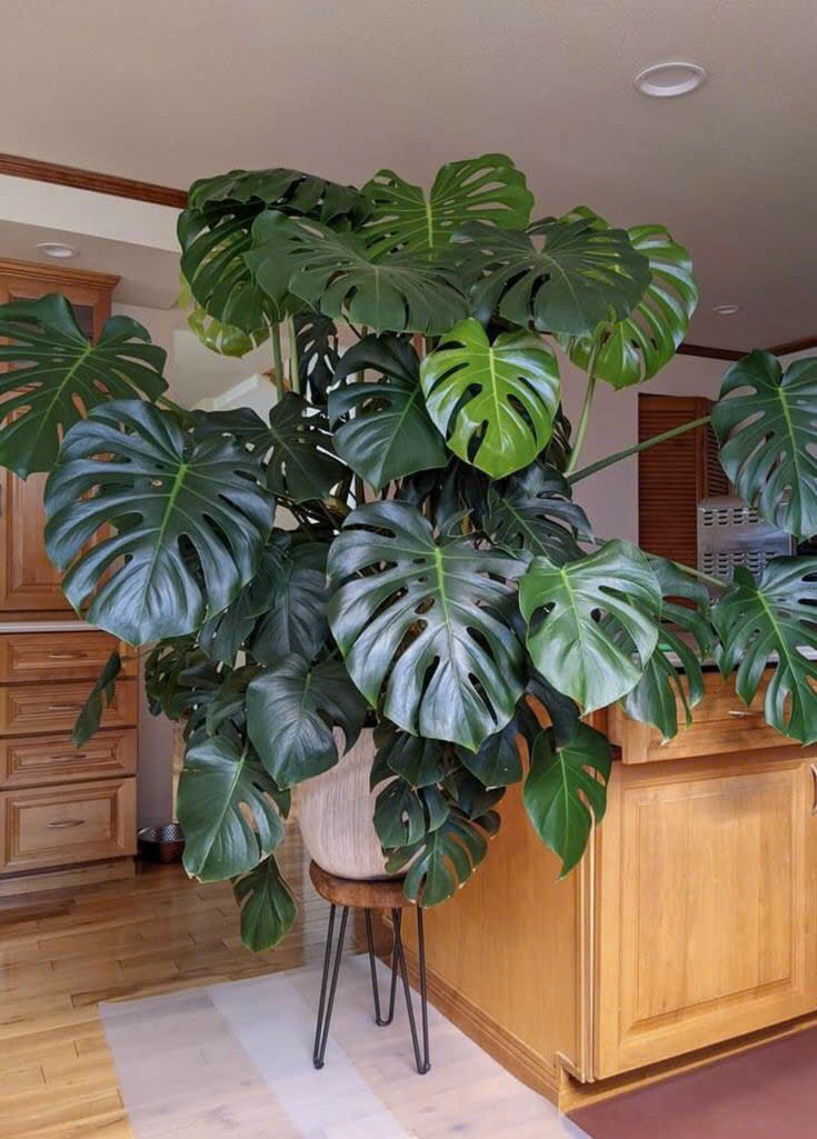 Trầu bà Nam Mỹ ( Monstera )