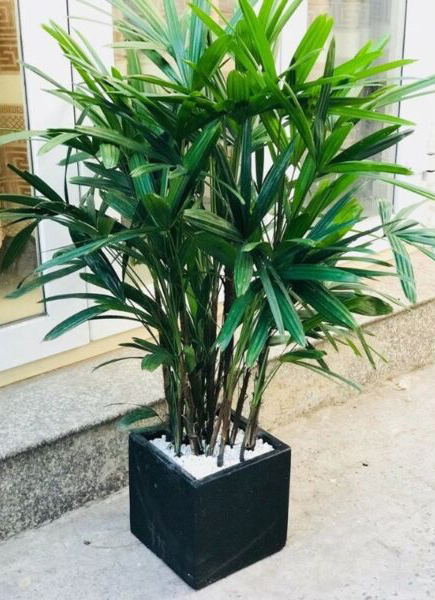 Cây Mật Cật