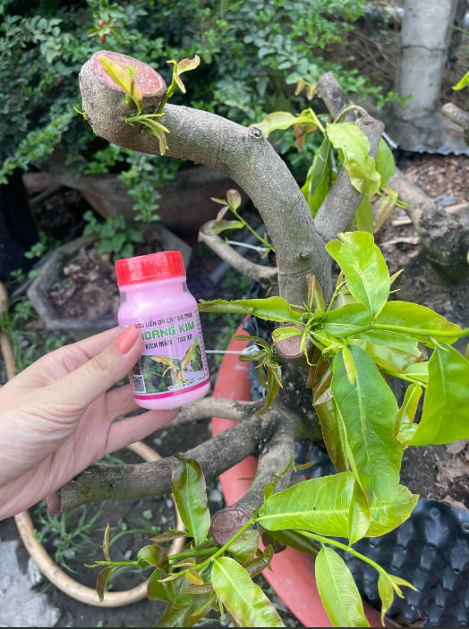 KEO LIỀN DA CÂY DR.TREE HOÀNG KIM (Liền Sẹo Vết Cắt nhanh chóng, đẹp)