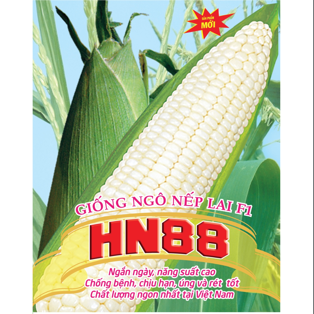 HẠT GIỐNG NGÔ NẾP LAI F1 HN88