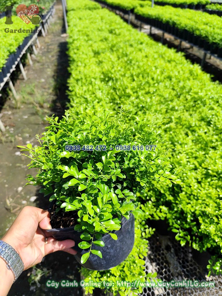 Cây Nguyệt Quế Lá Nhỏ Cao 20cm