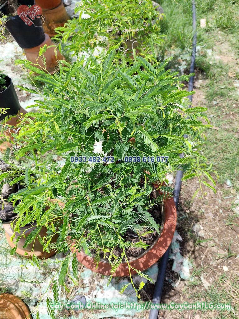Cây Me Chua Bonsai Cao 30cm