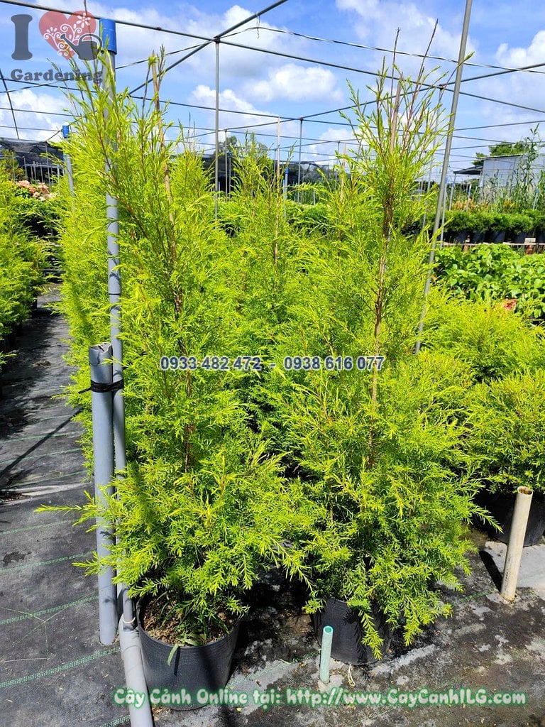 Cây Liễu Tùng Hoàng Kim Hình Thông Cao 1m
