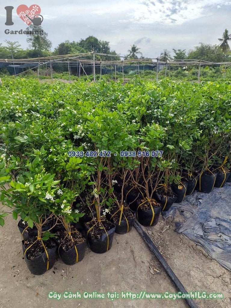 Cây Nguyệt Quế Công Trình Cao 40cm