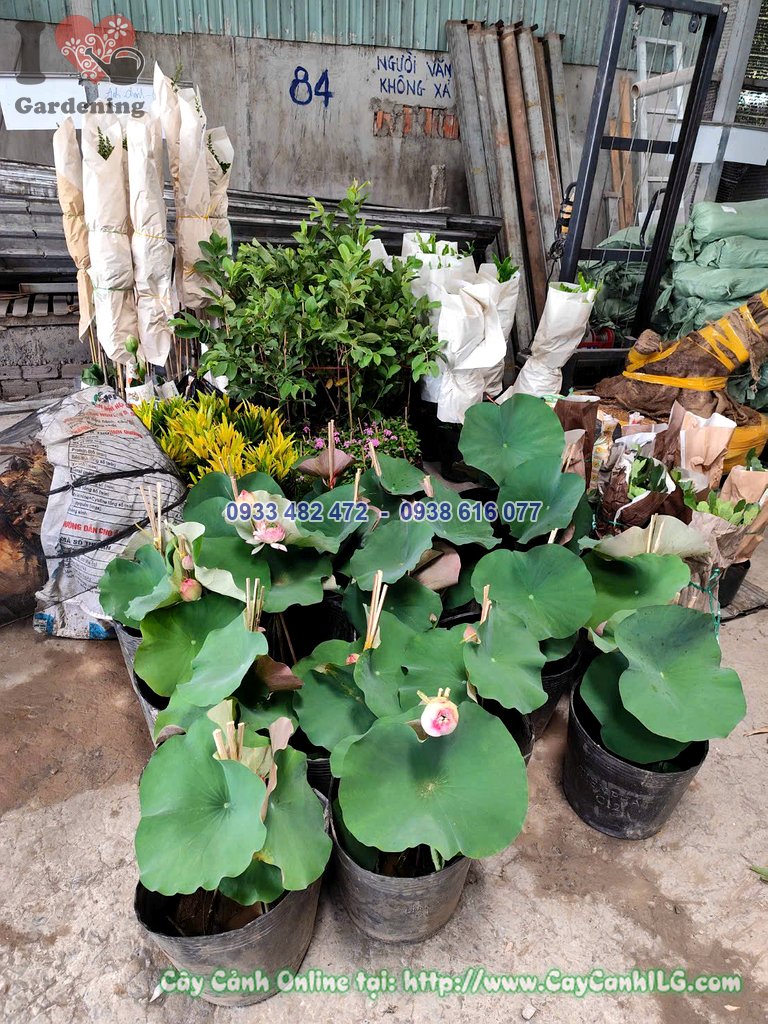 Cây Hoa Sen Thái Cao 40cm