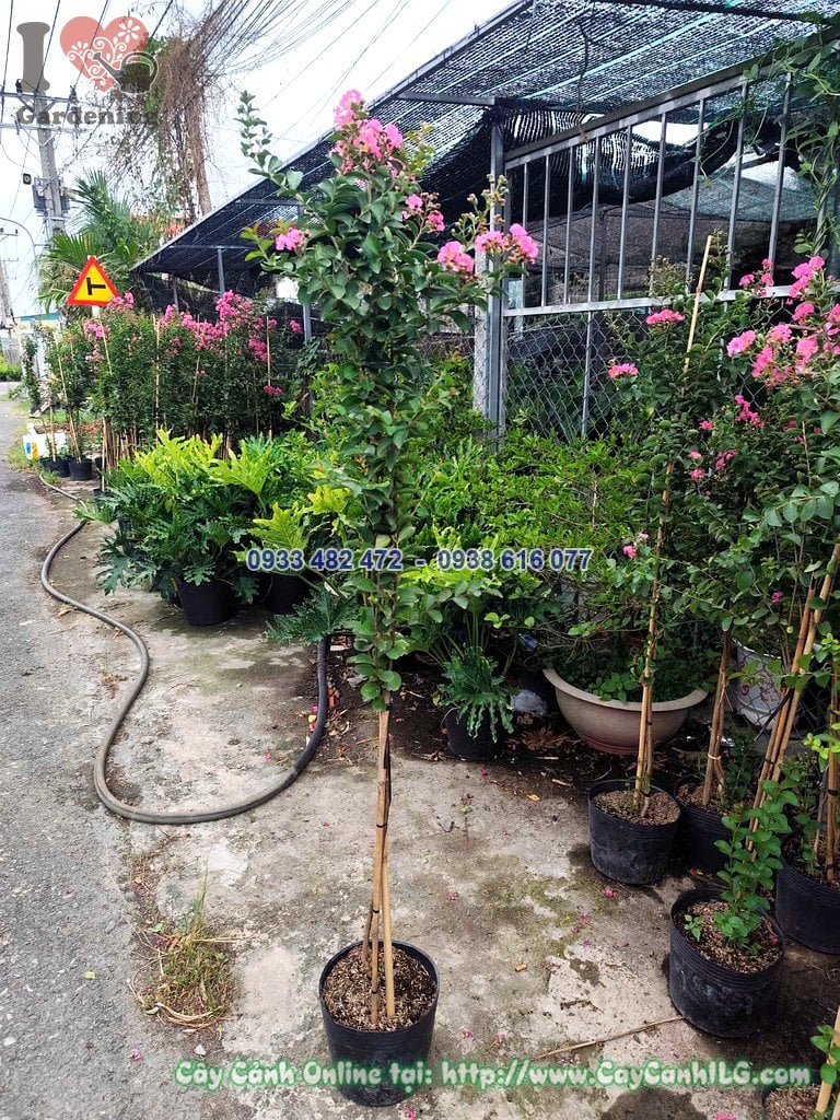 Cây Tường Vi Hoa Hồng – Ý Nghĩa, Cách Chăm Sóc & Mua Bán Sỉ Lẻ Giá Tốt Tại TP.HCM