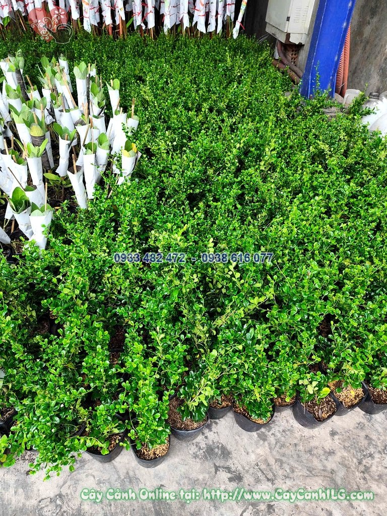 Cây Bùm Sụm – Ý Nghĩa, Cách Chăm Sóc & Mua Bán Sỉ Lẻ Giá Tốt Tại TP.HCM