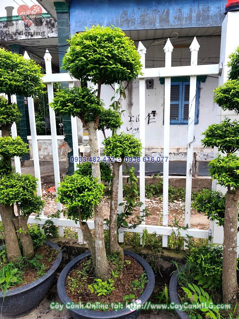 Cây Mai Chiếu Thủy Ghép Lồng Mứt Cao 1.2m