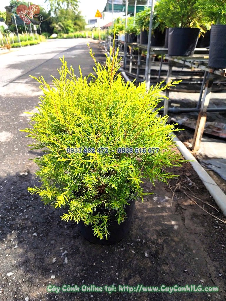 Cây Liễu Tùng Hoàng Kim Tán Tròn Cao 50cm