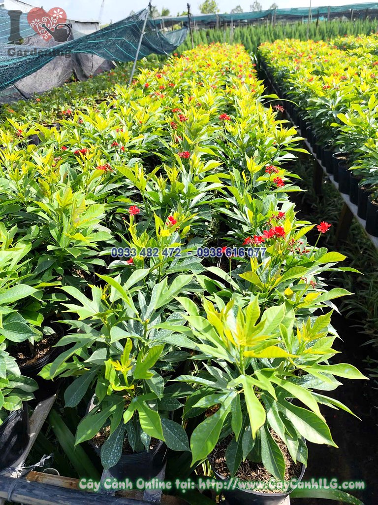 Cây Hồng Mai Cao 30cm