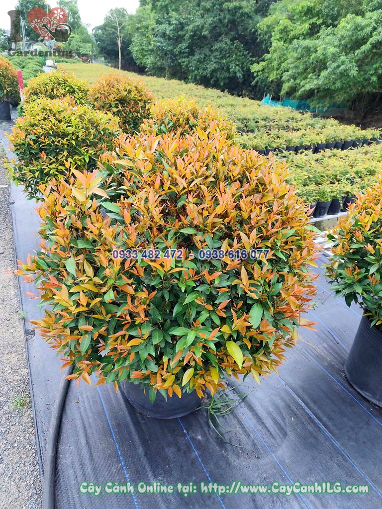 Cây Hồng Lộc Tán Tròn Cao 60cm