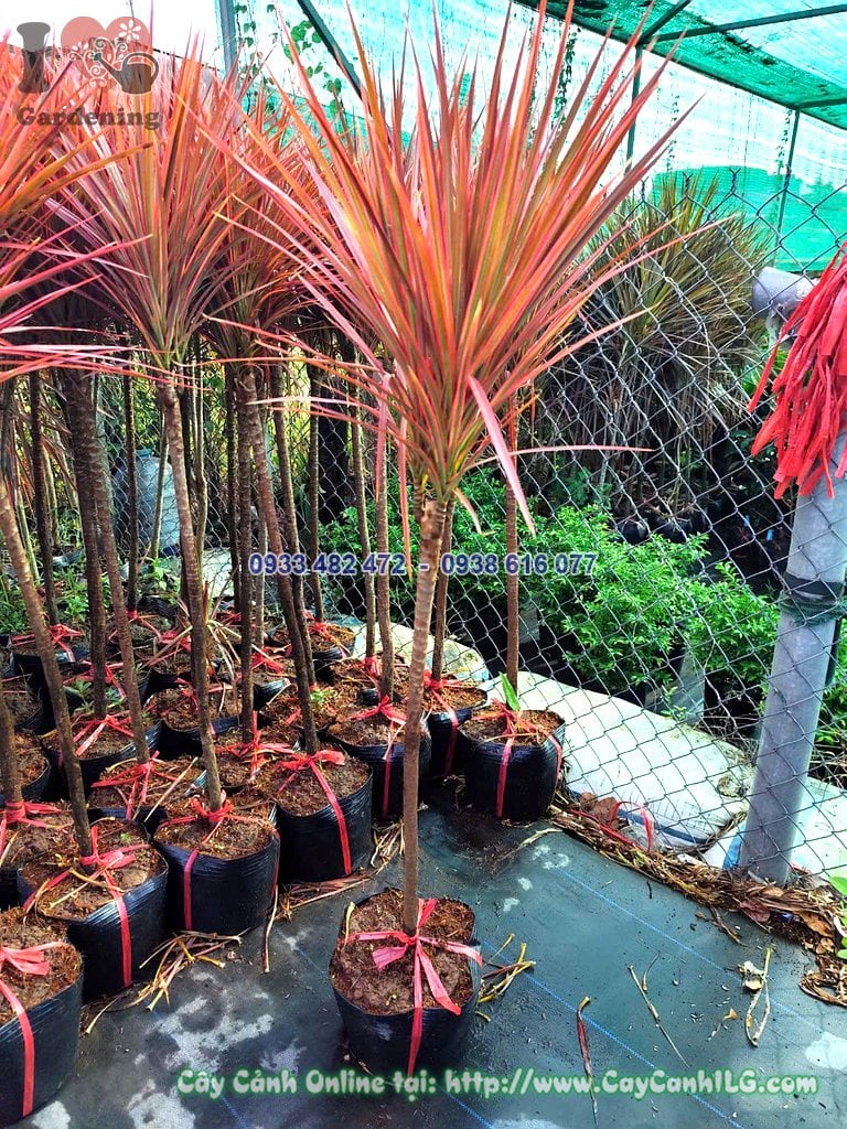 Cây Huyết Phất Dụ Kiếm Cao 1.2m