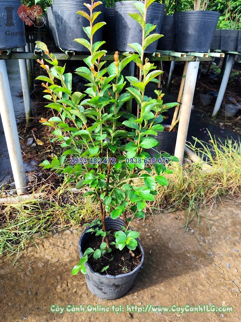 Cây Hoa Tường Vi Cao 40cm