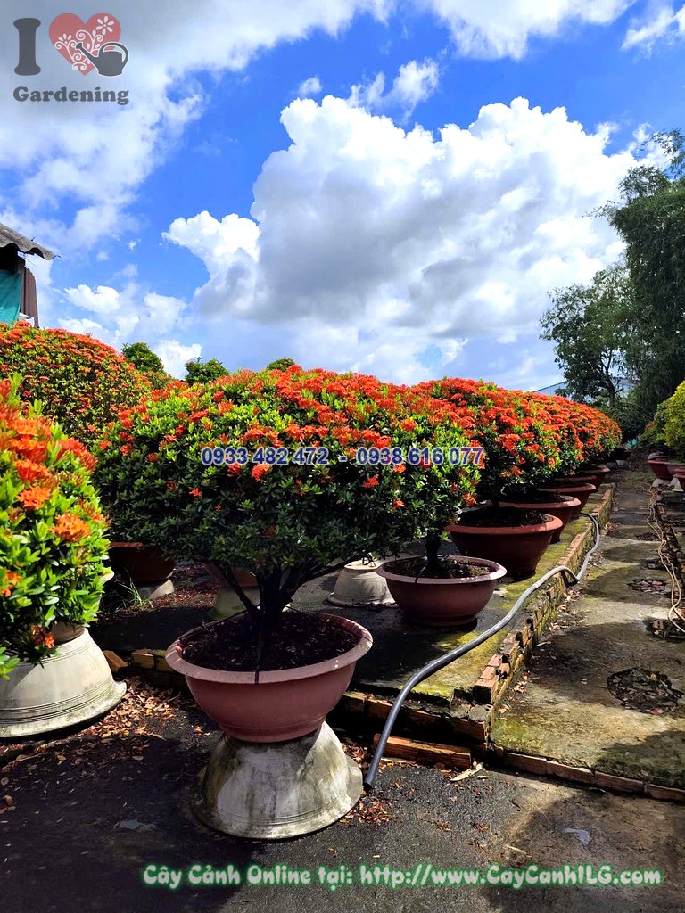 Cây Hoa Trang Đỏ Tán Tròn Lớn Cao 70cm