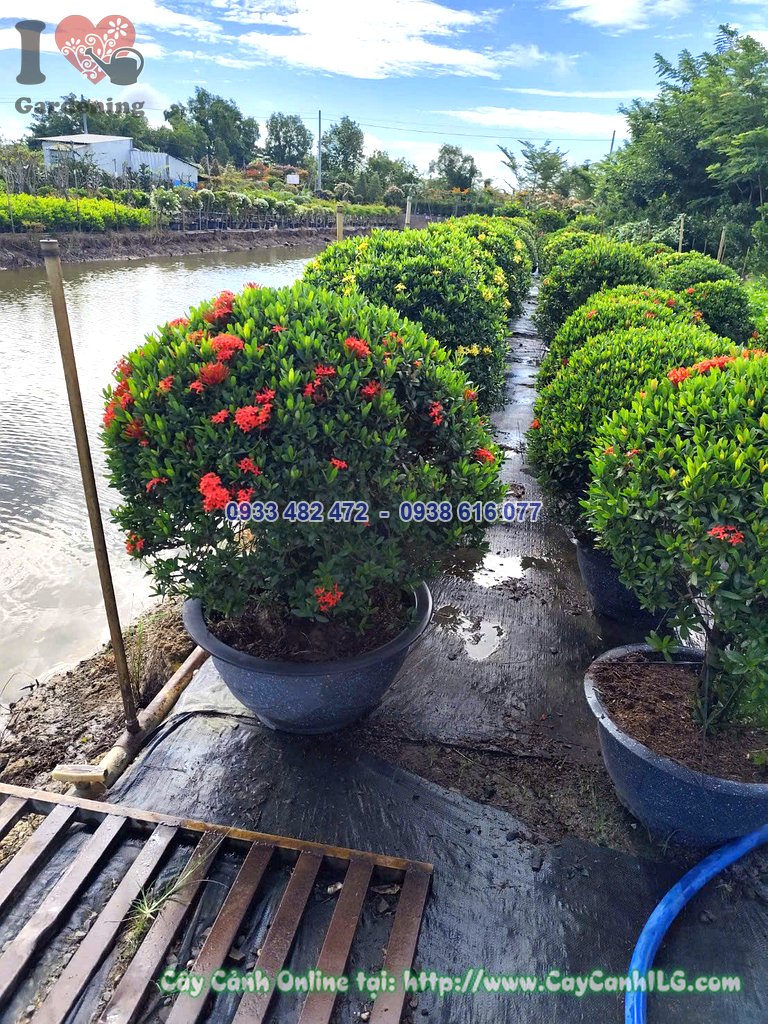 Cây Hoa Trang Đỏ Tán Tròn Cao 60cm