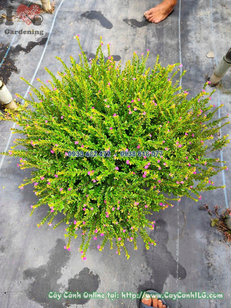 Cây Cẩm Tú Mai Chậu Lớn Cao 30cm