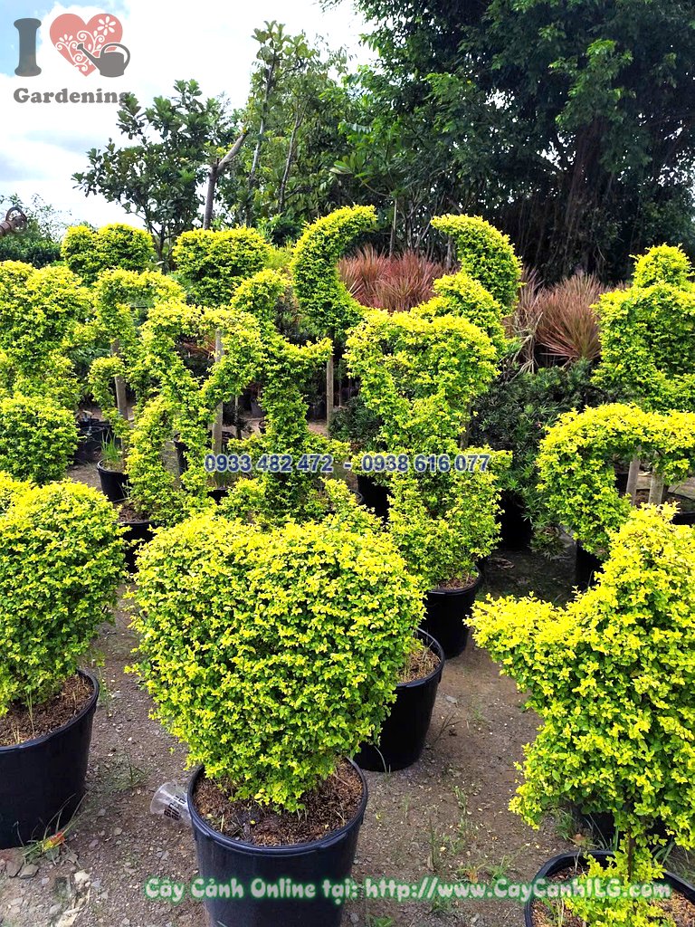 Cây Cảnh Tạo Hình Ngôi Sao, Trái Tim, Con Vật Cao 60cm