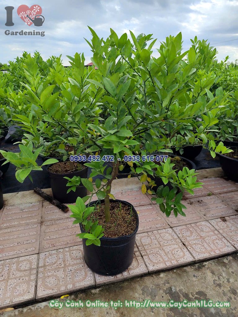 Cây Chanh Tứ Quý Cao 70cm