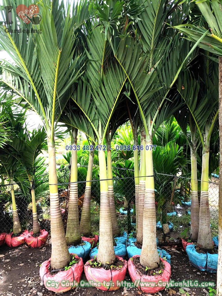 Cây Cau Trắng (cau Bụng) Lóng 80cm Cao 2.5m