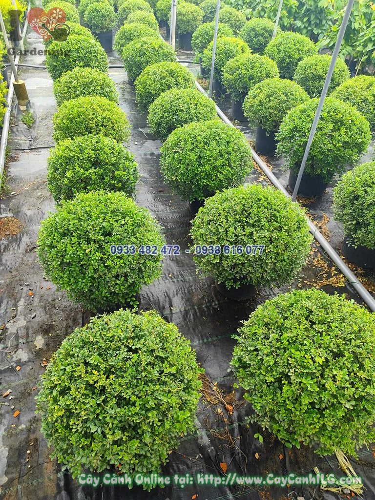Cây Bụm Sụm (chùm Rụm, Cùm Rụm) Tán Tròn Cao 50cm