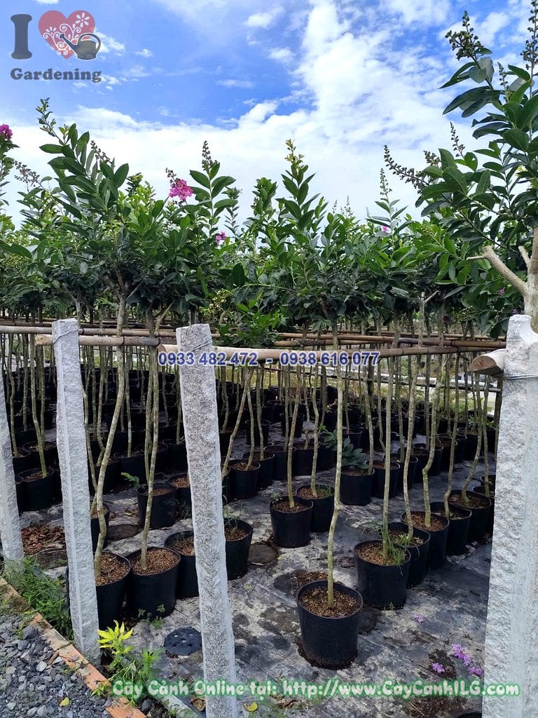 Cây Bằng Lăng Thái Thân Thẳng 1 Cốt Cao 1.5m