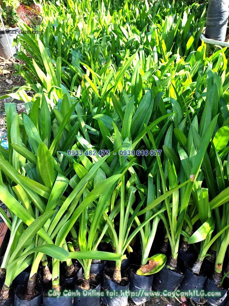 Cây Bạch Trinh Công Trình Cao 30cm