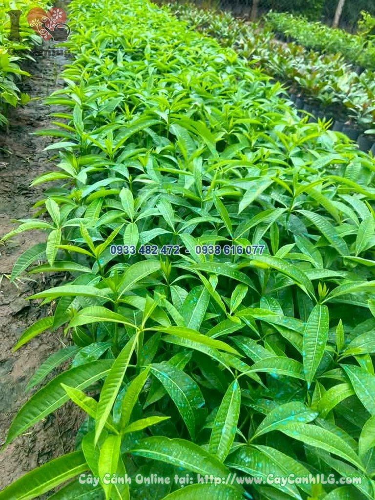 Cây Giống Hoa Sữa Cao 30cm