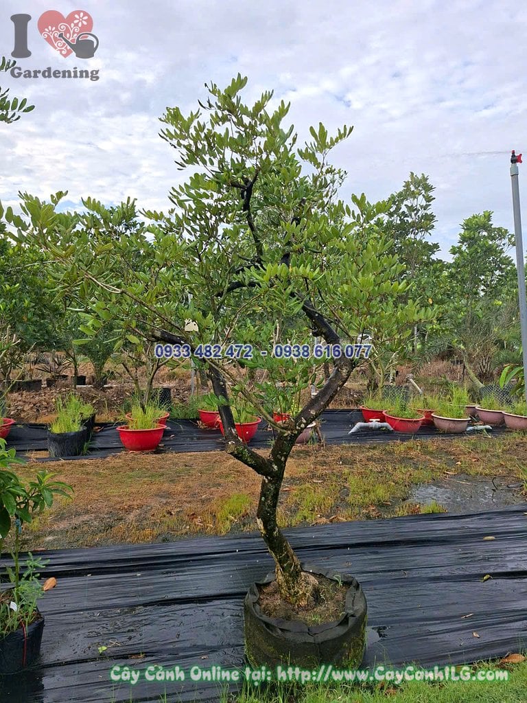 Cây Nhãn – Ý Nghĩa, Cách Chăm Sóc & Mua Bán Sỉ Lẻ Giá Tốt Tại TP.HCM