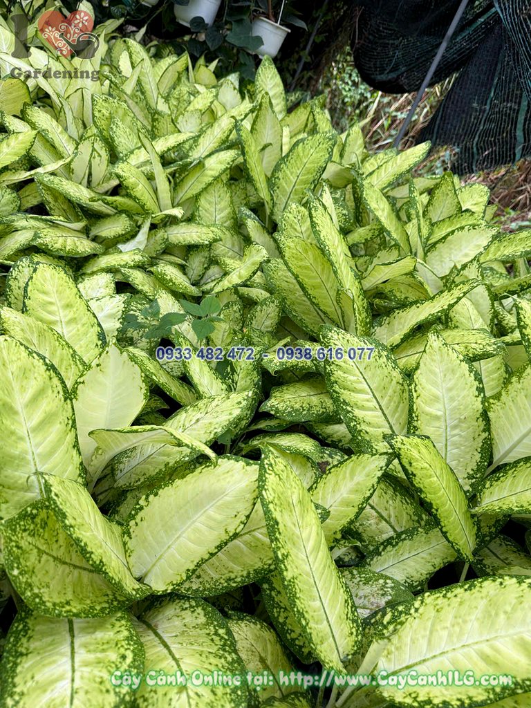 Cây Thiên Hoàng Vàng Cao 50cm