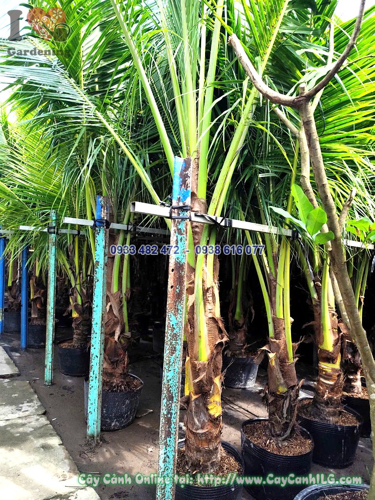 Cây Dừa Lóng 0.5m Cao 3m