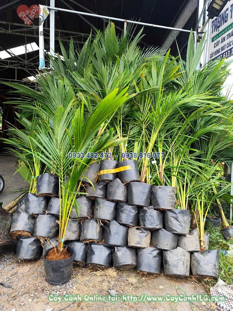 Cây Dừa Cao 1m