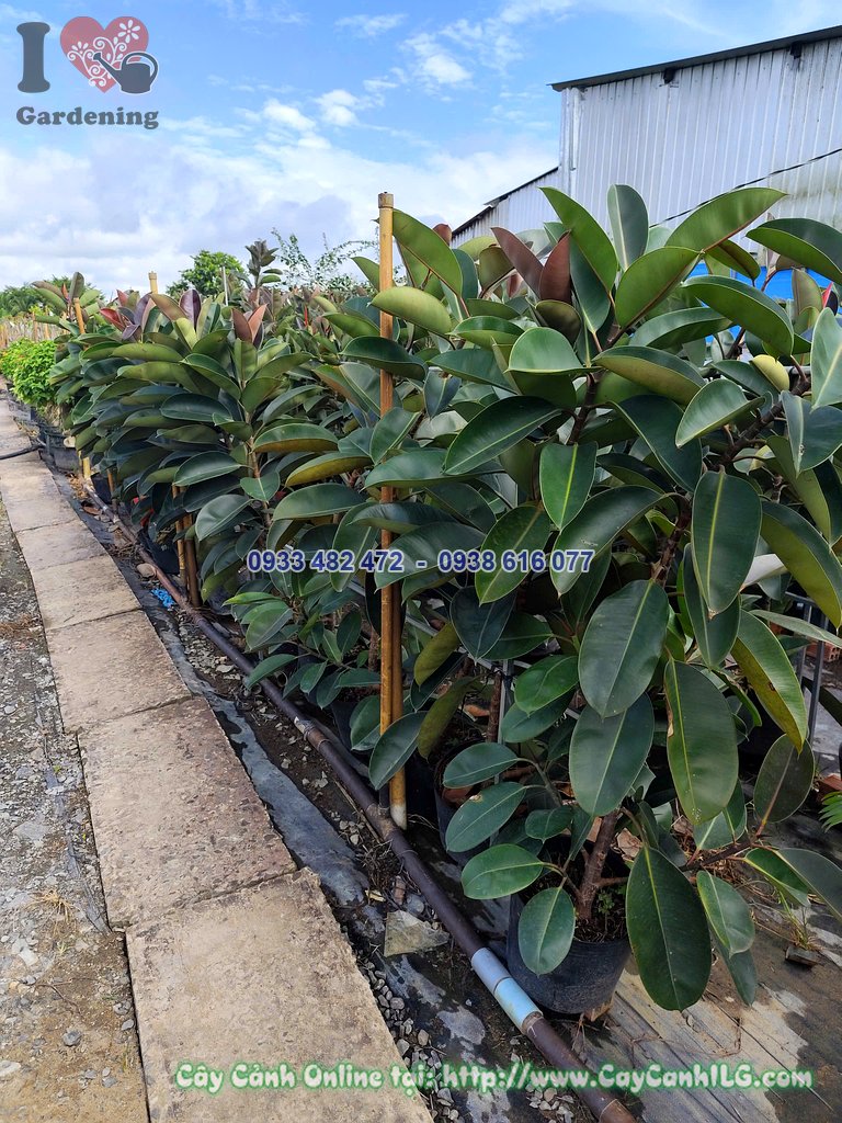 Cây Đa Búp Đỏ Cao 1.5m Đk 3cm