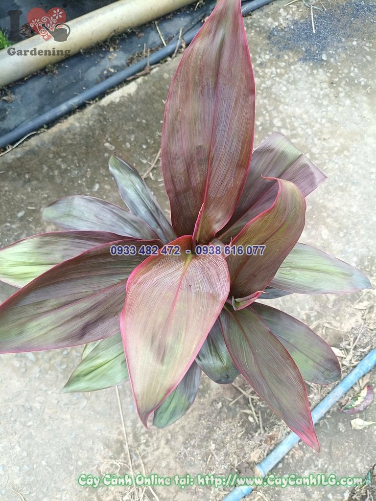 Cây Huyết Dụ Cao 50cm