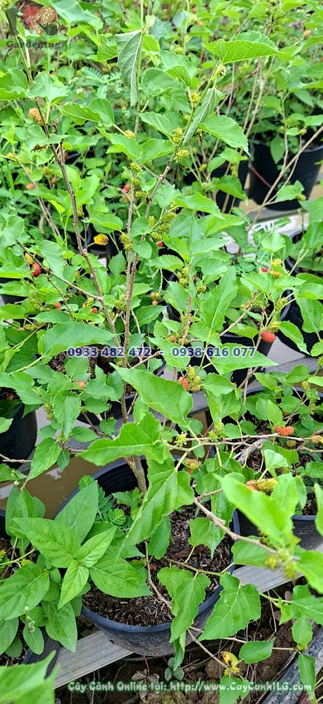 Cây Dâu Tằm Ăn Trái Cao 40cm
