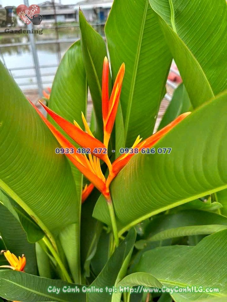Cây Chuối Mỏ Két – Ý Nghĩa, Cách Chăm Sóc & Mua Bán Sỉ Lẻ Giá Tốt Tại TP.HCM