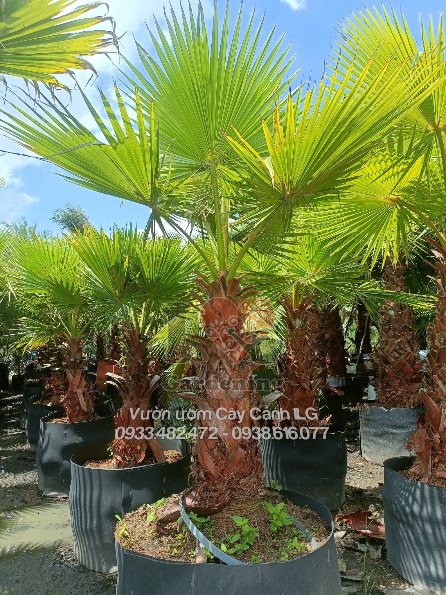 Cây Cọ Mỹ – Ý Nghĩa, Cách Chăm Sóc & Mua Bán Sỉ Lẻ Giá Tốt Tại TP.HCM
