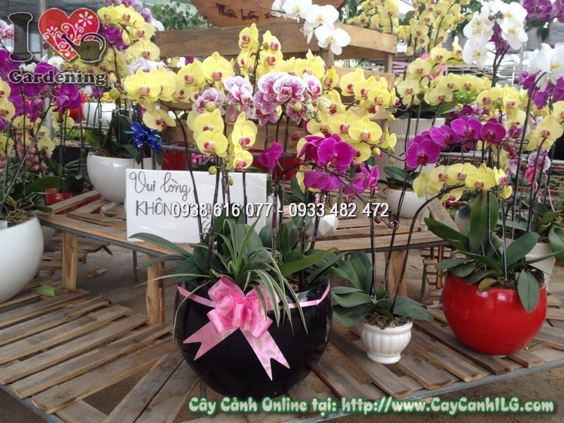 Cây Chậu Phong Lan Hồ Điệp – Ý Nghĩa, Cách Chăm Sóc & Mua Bán Sỉ Lẻ Giá Tốt Tại TP.HCM