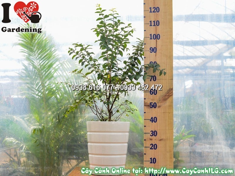 Cây Chậu Tường Vi Hoa Đỏ – Ý Nghĩa, Cách Chăm Sóc & Mua Bán Sỉ Lẻ Giá Tốt Tại TP.HCM