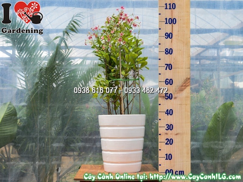 Cây Chậu Trang Leo Đứng – Ý Nghĩa, Cách Chăm Sóc & Mua Bán Sỉ Lẻ Giá Tốt Tại TP.HCM