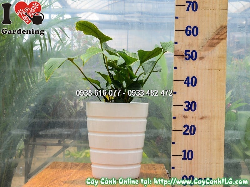 Cây Chậu Môn Thanh Tâm – Ý Nghĩa, Cách Chăm Sóc & Mua Bán Sỉ Lẻ Giá Tốt Tại TP.HCM