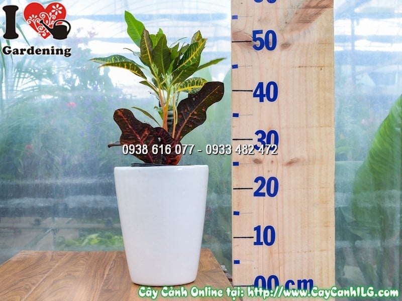 Cây Chậu Mít Eo – Ý Nghĩa, Cách Chăm Sóc & Mua Bán Sỉ Lẻ Giá Tốt Tại TP.HCM