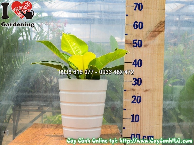 Cây Chậu Trầu Bà Đế Vương Vàng – Ý Nghĩa, Cách Chăm Sóc & Mua Bán Sỉ Lẻ Giá Tốt Tại TP.HCM