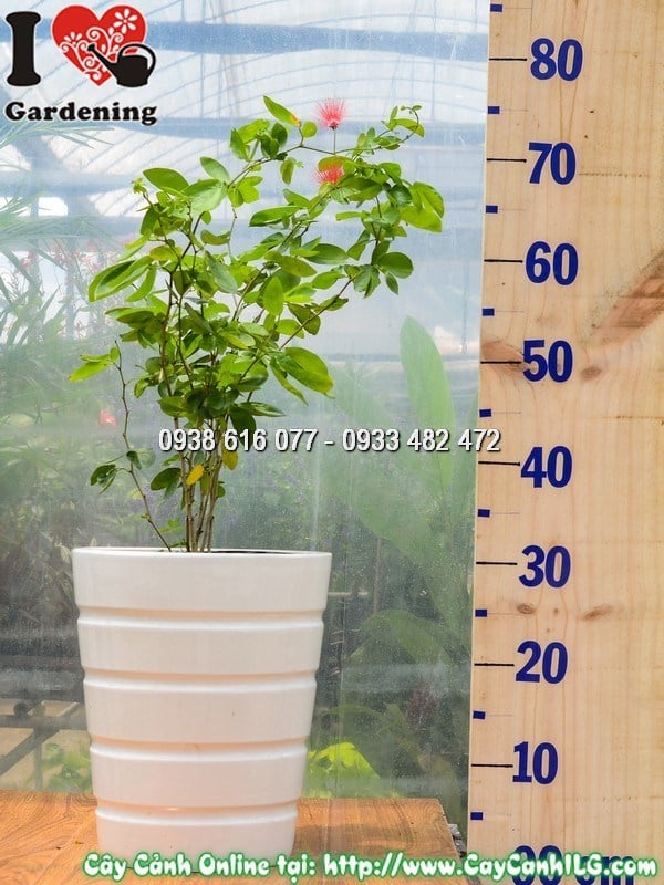 Cây Chậu Điệp Lào – Ý Nghĩa, Cách Chăm Sóc & Mua Bán Sỉ Lẻ Giá Tốt Tại TP.HCM