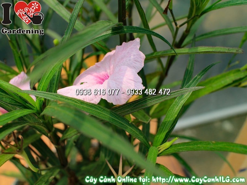 Cây Chậu Chiều Hồng – Ý Nghĩa, Cách Chăm Sóc & Mua Bán Sỉ Lẻ Giá Tốt Tại TP.HCM