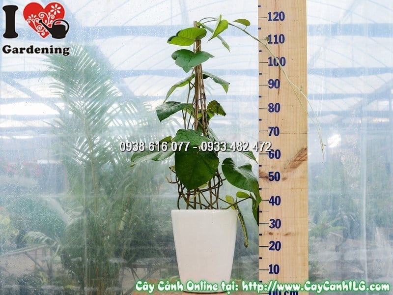Cây Chậu Cát Đằng Lá – Ý Nghĩa, Cách Chăm Sóc & Mua Bán Sỉ Lẻ Giá Tốt Tại TP.HCM